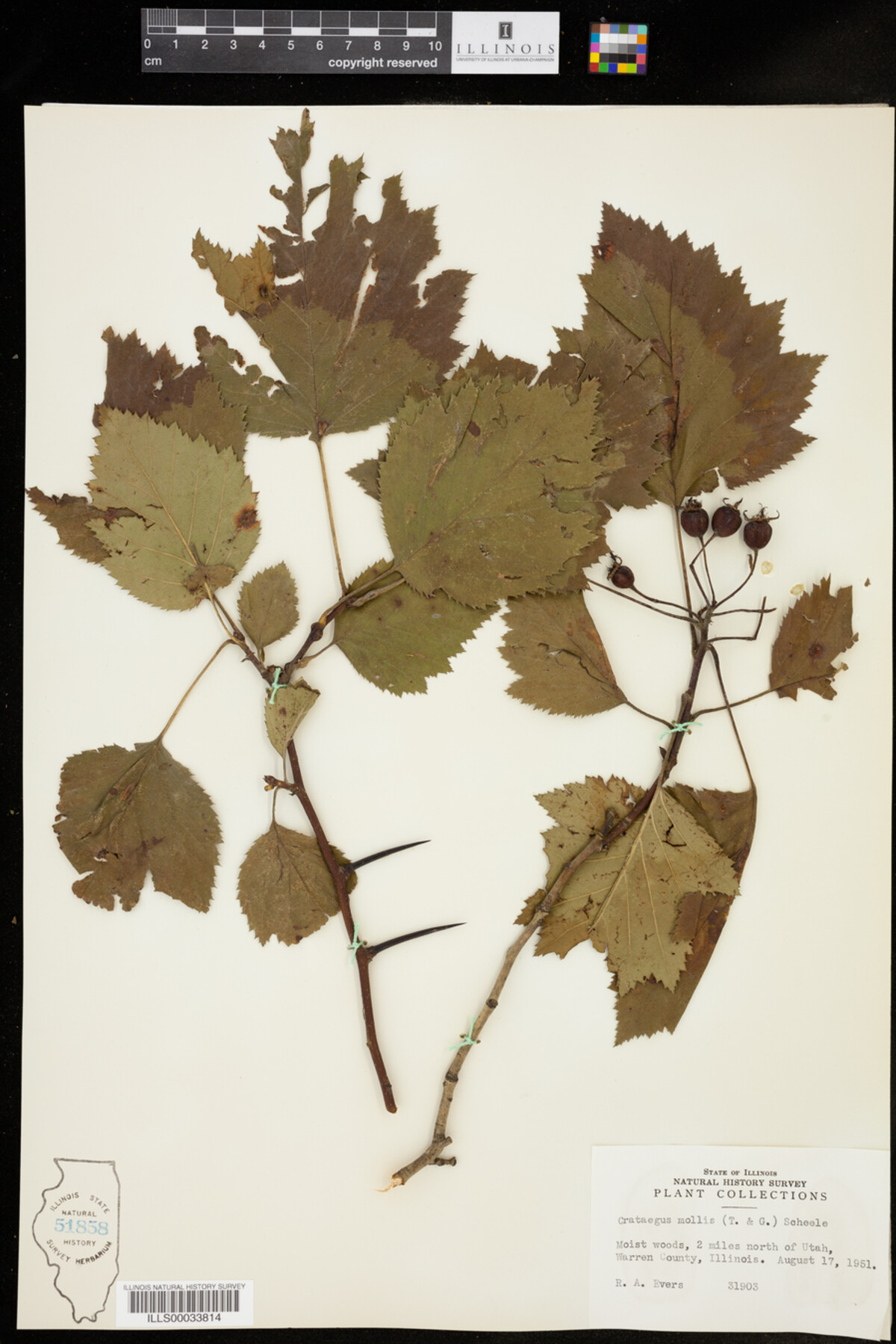Crataegus mollis image