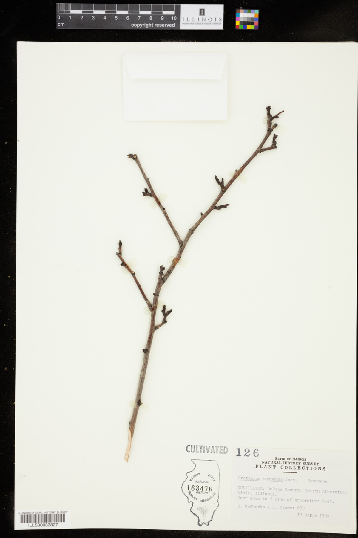 Crataegus monogyna image