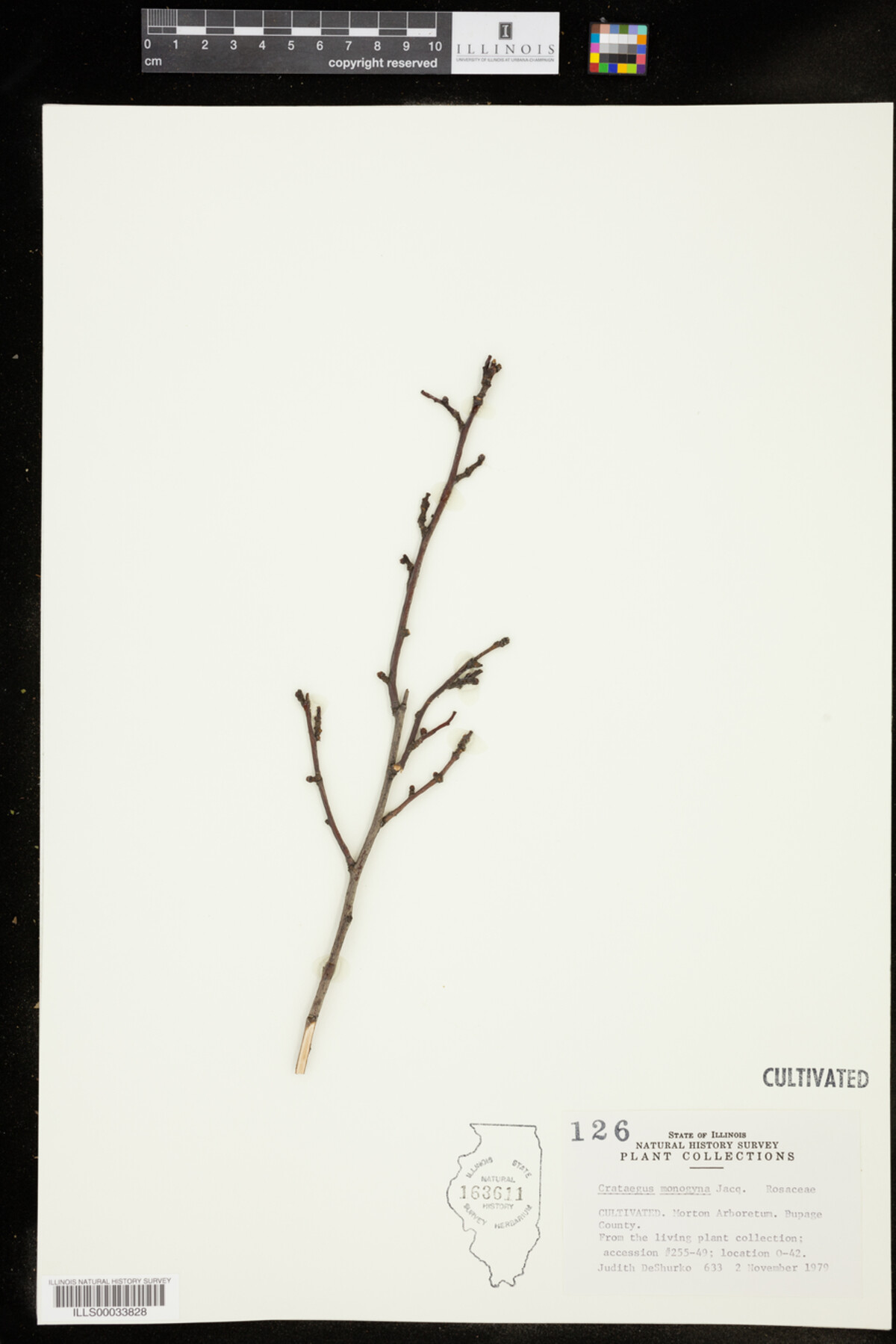 Crataegus monogyna image