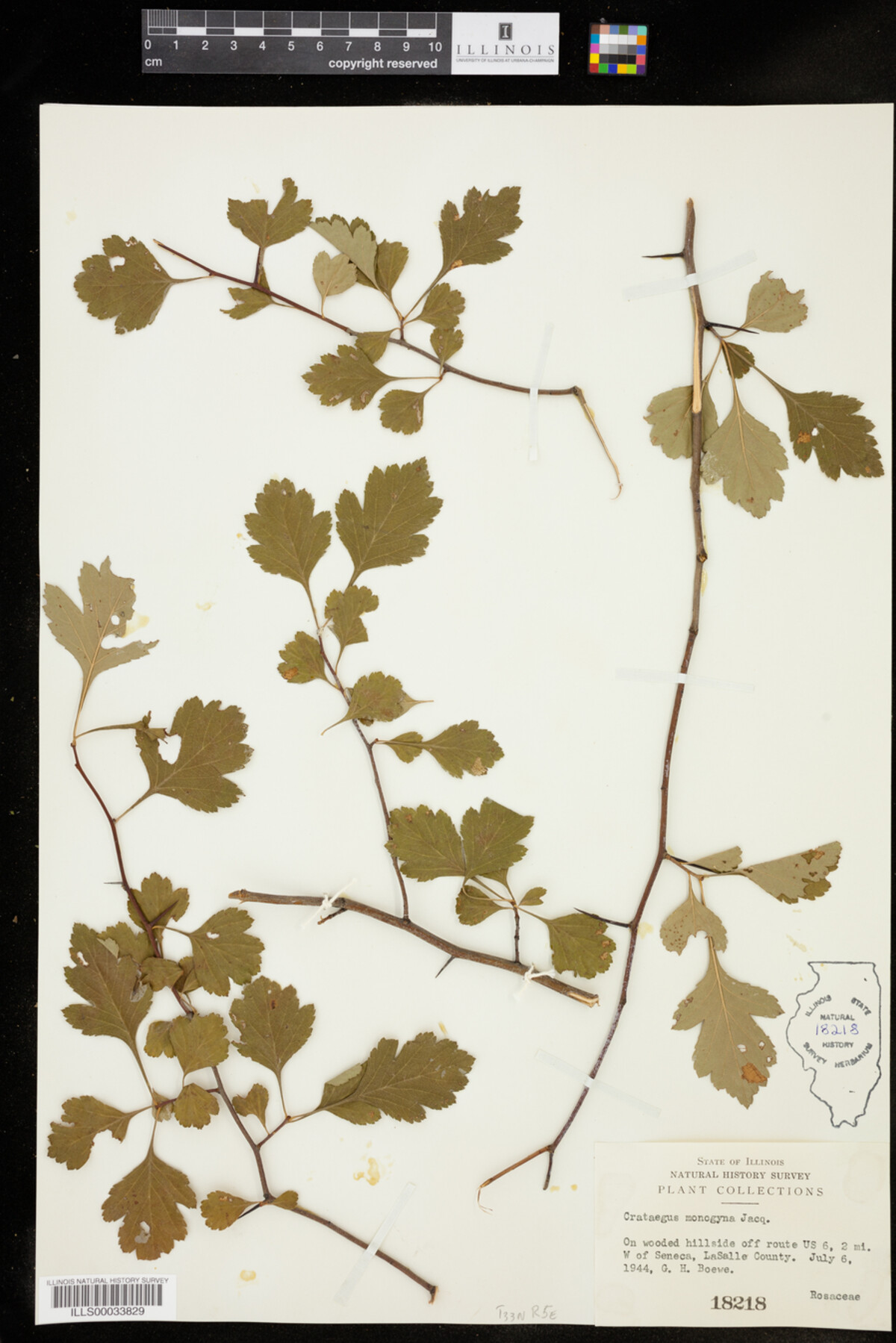 Crataegus monogyna image