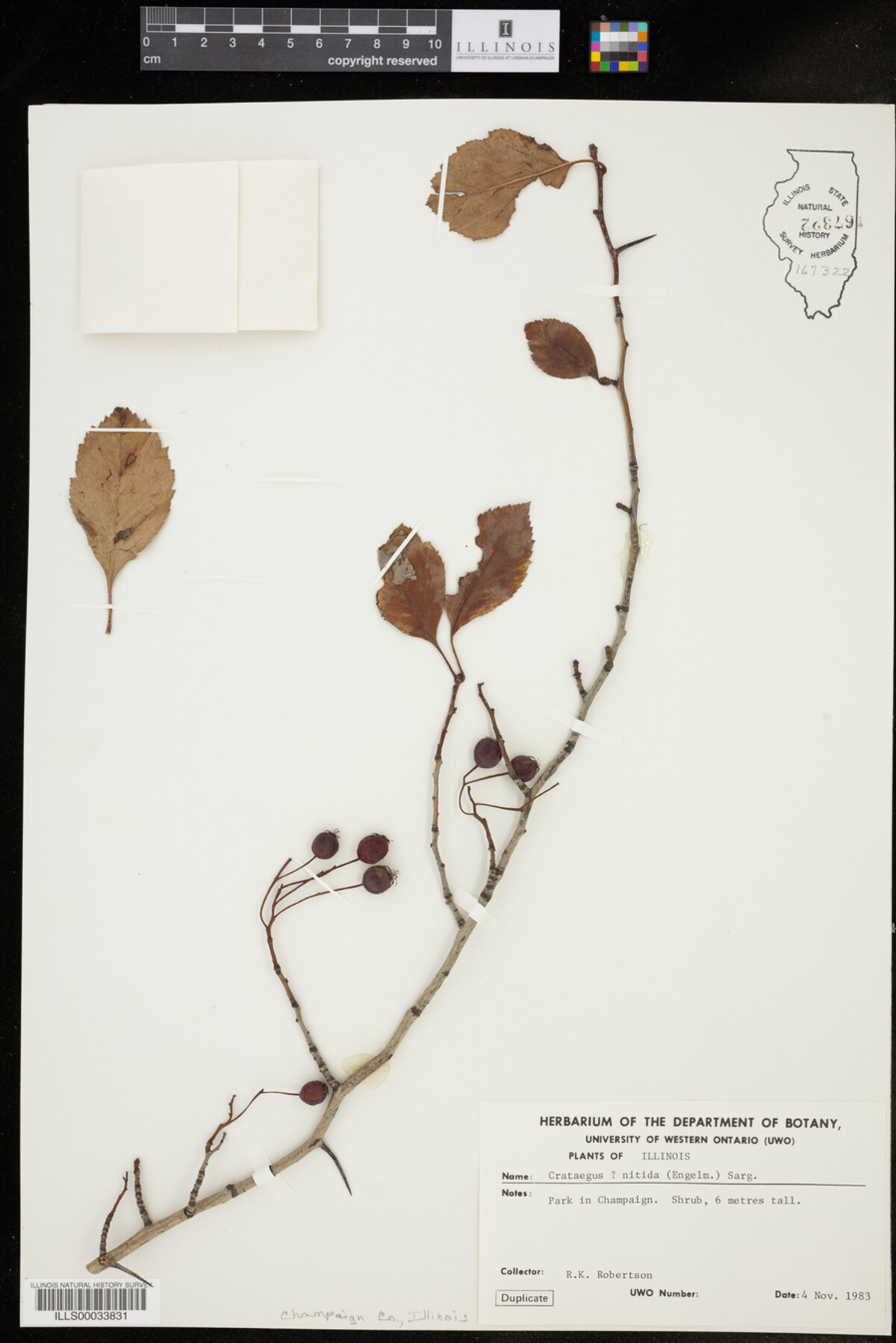 Crataegus nitida image