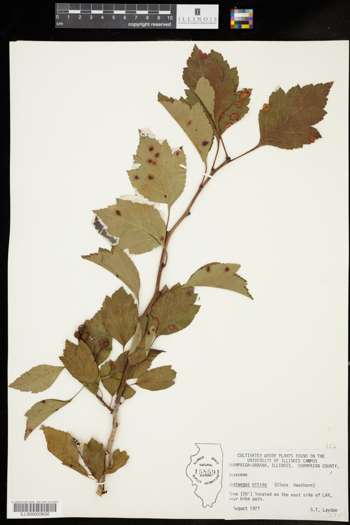 Crataegus nitida image