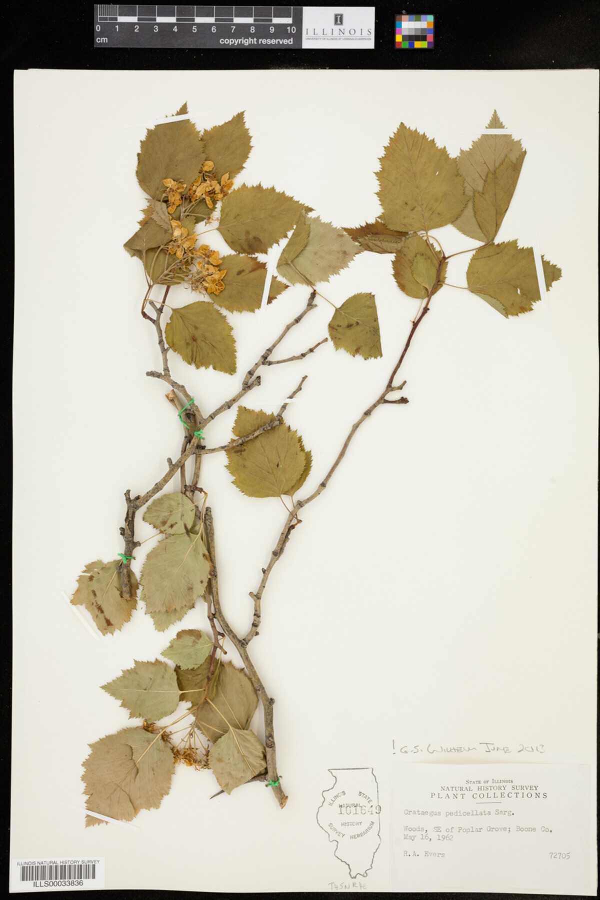 Crataegus pedicellata image