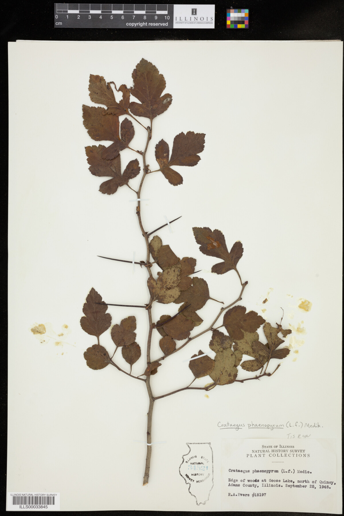 Crataegus phaenopyrum image