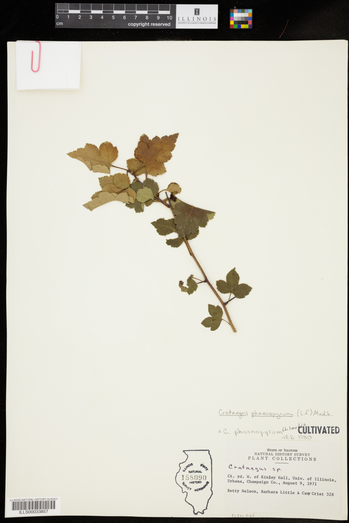 Crataegus phaenopyrum image