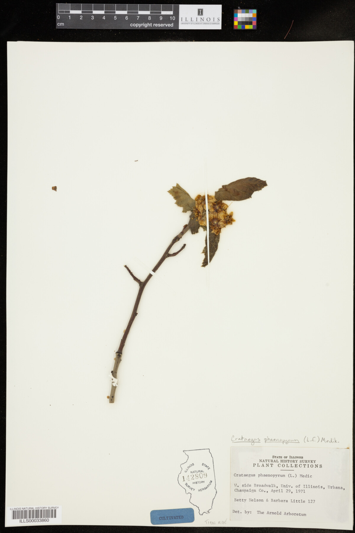 Crataegus phaenopyrum image