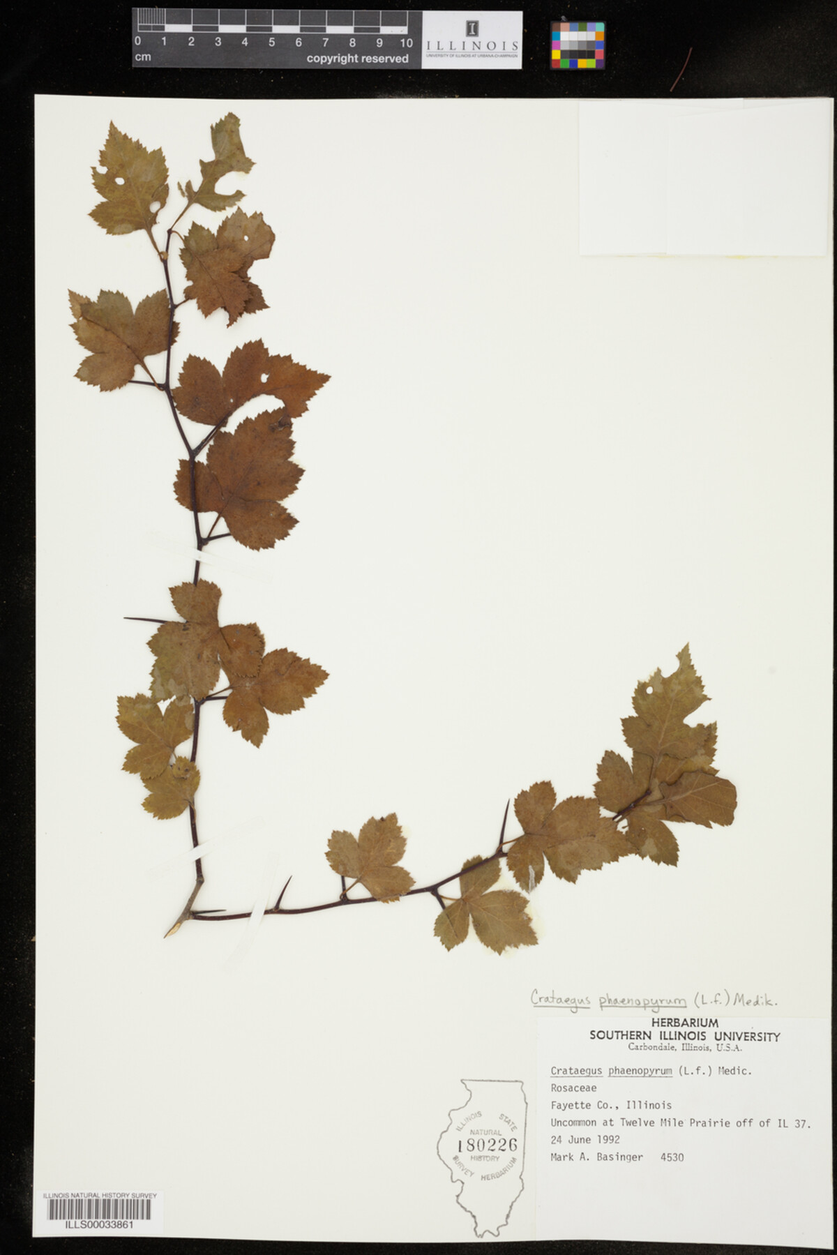 Crataegus phaenopyrum image