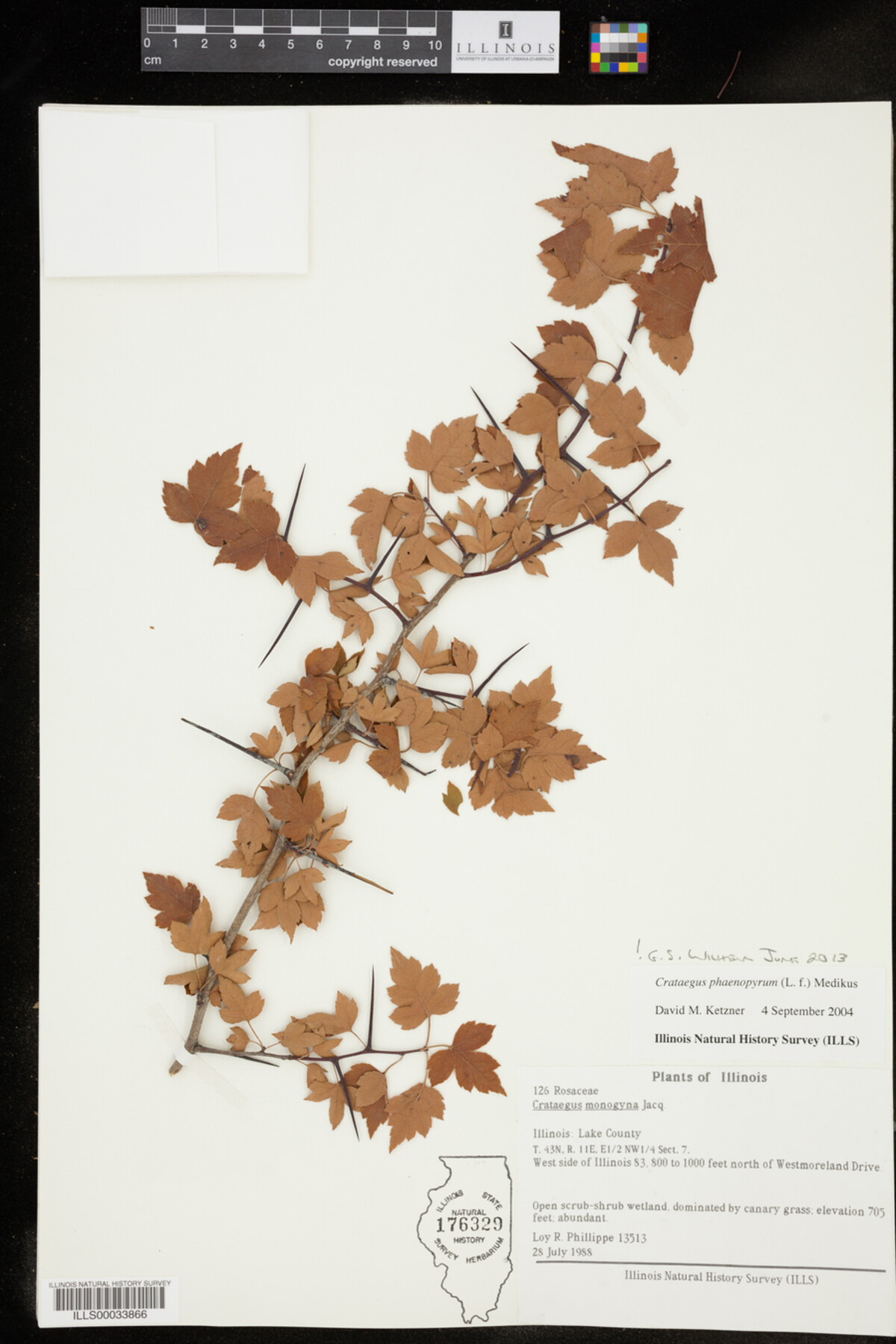 Crataegus phaenopyrum image