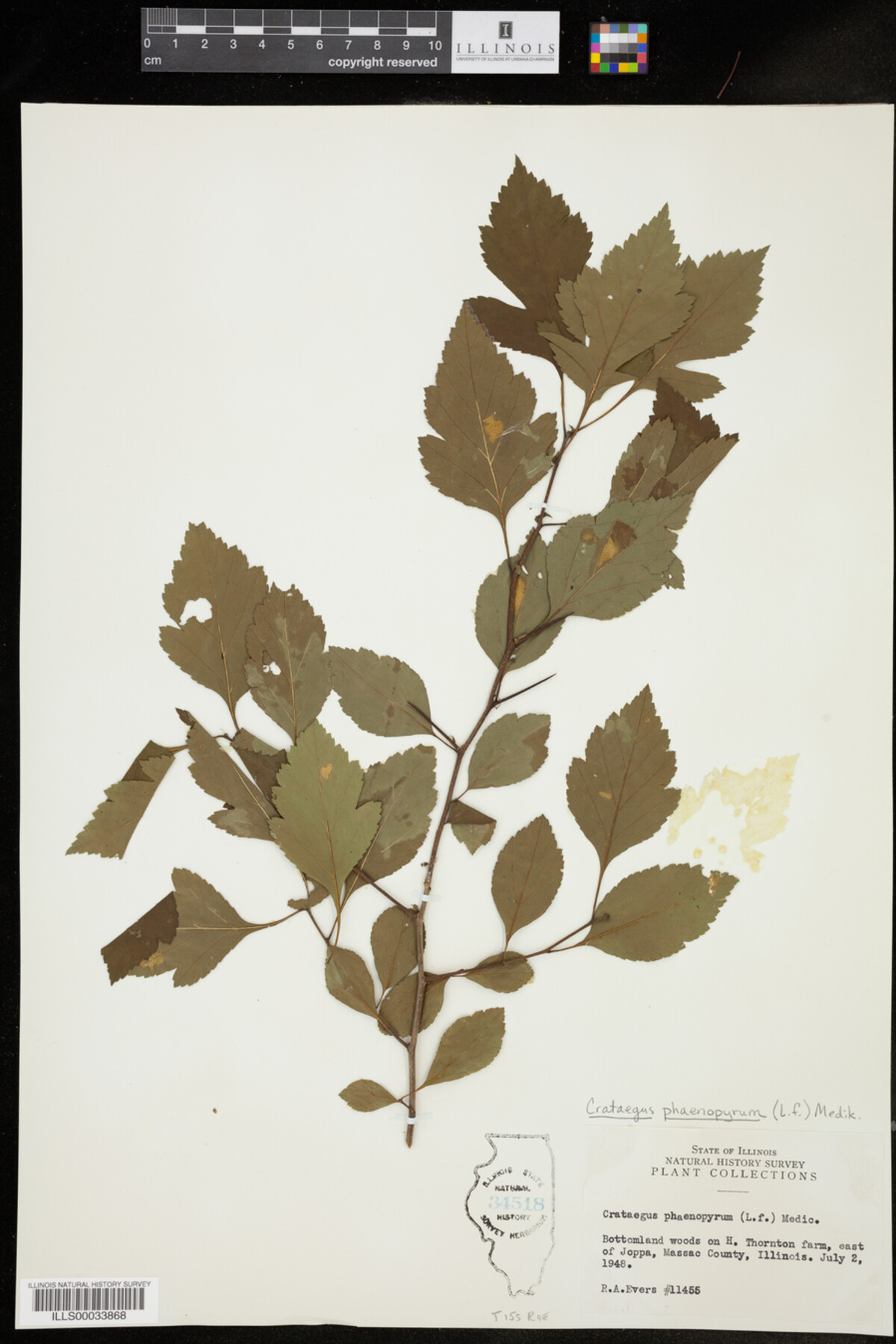 Crataegus phaenopyrum image