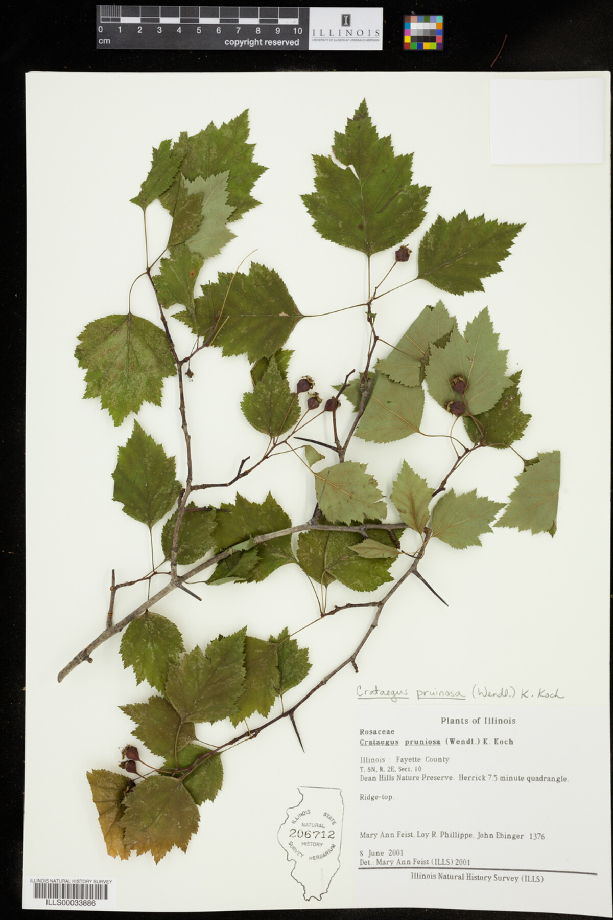 Crataegus pruinosa image