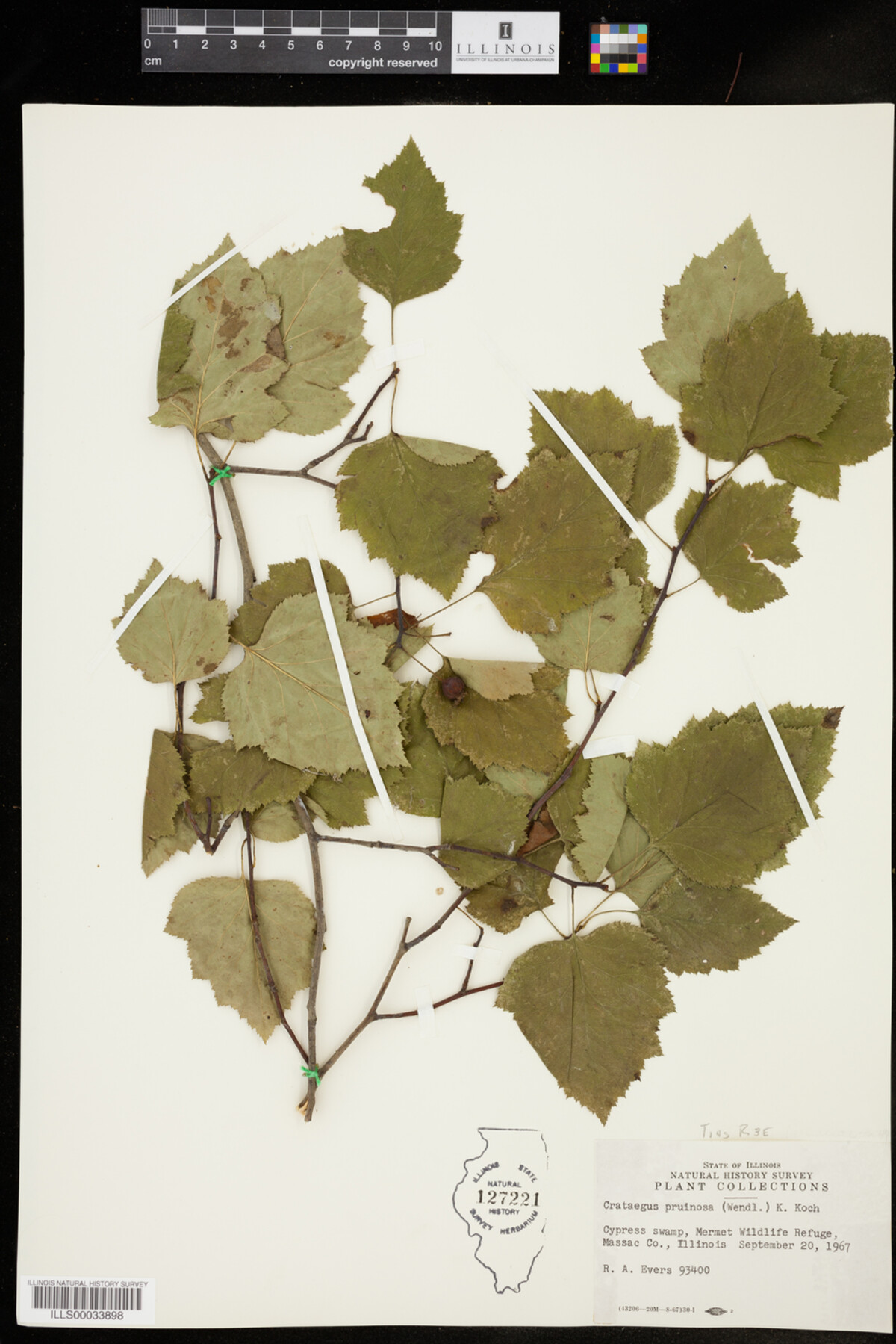 Crataegus pruinosa image