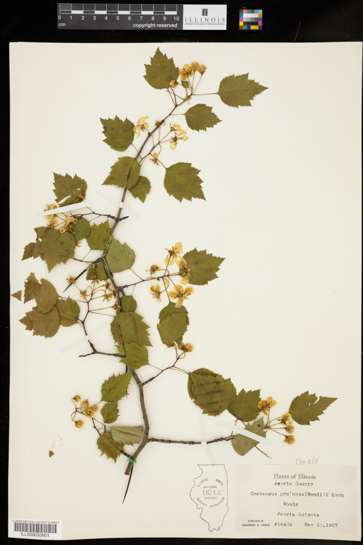 Crataegus pruinosa image