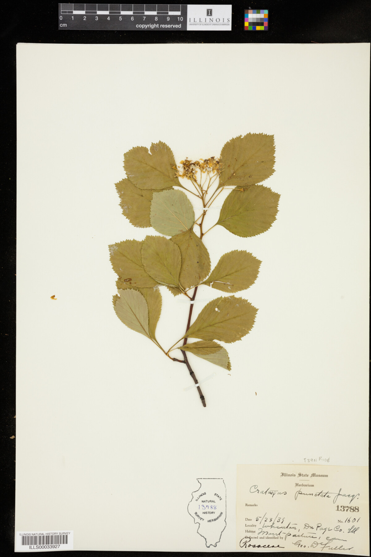 Crataegus punctata image
