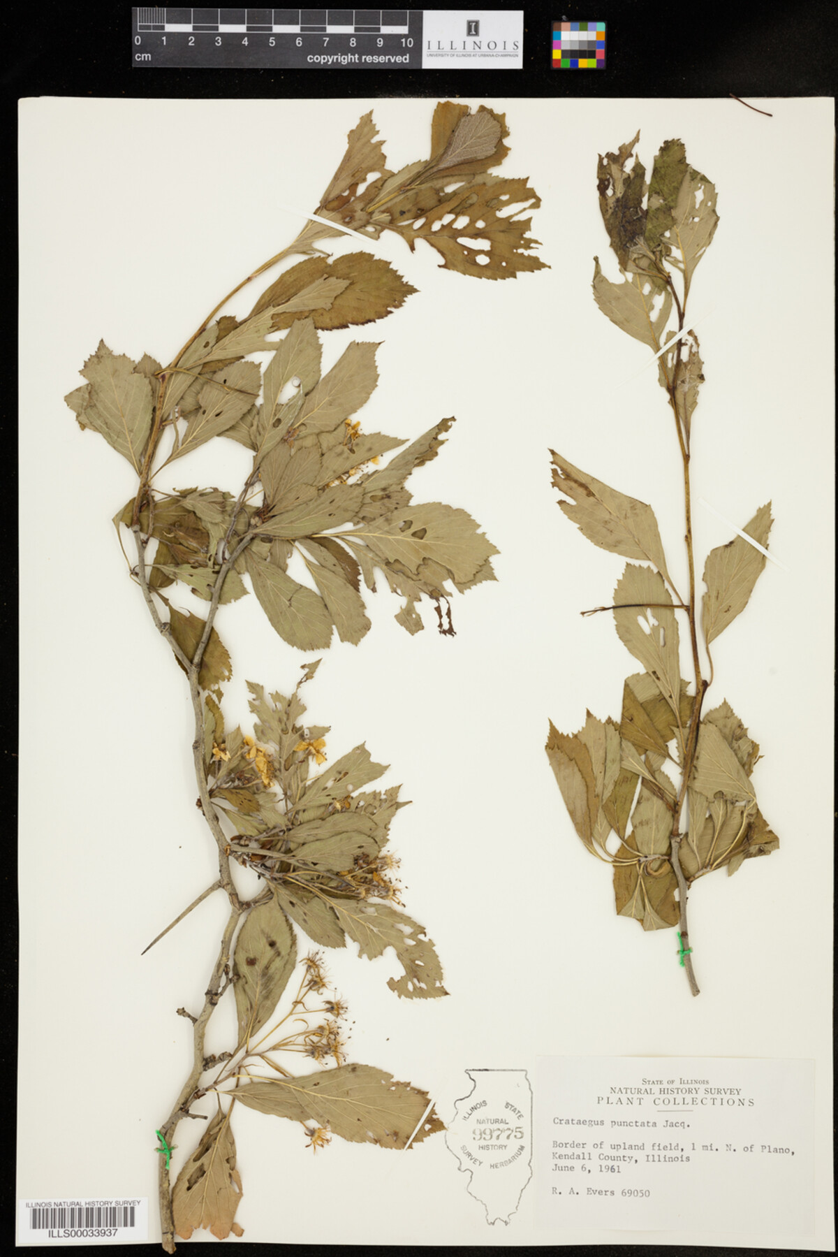 Crataegus punctata image