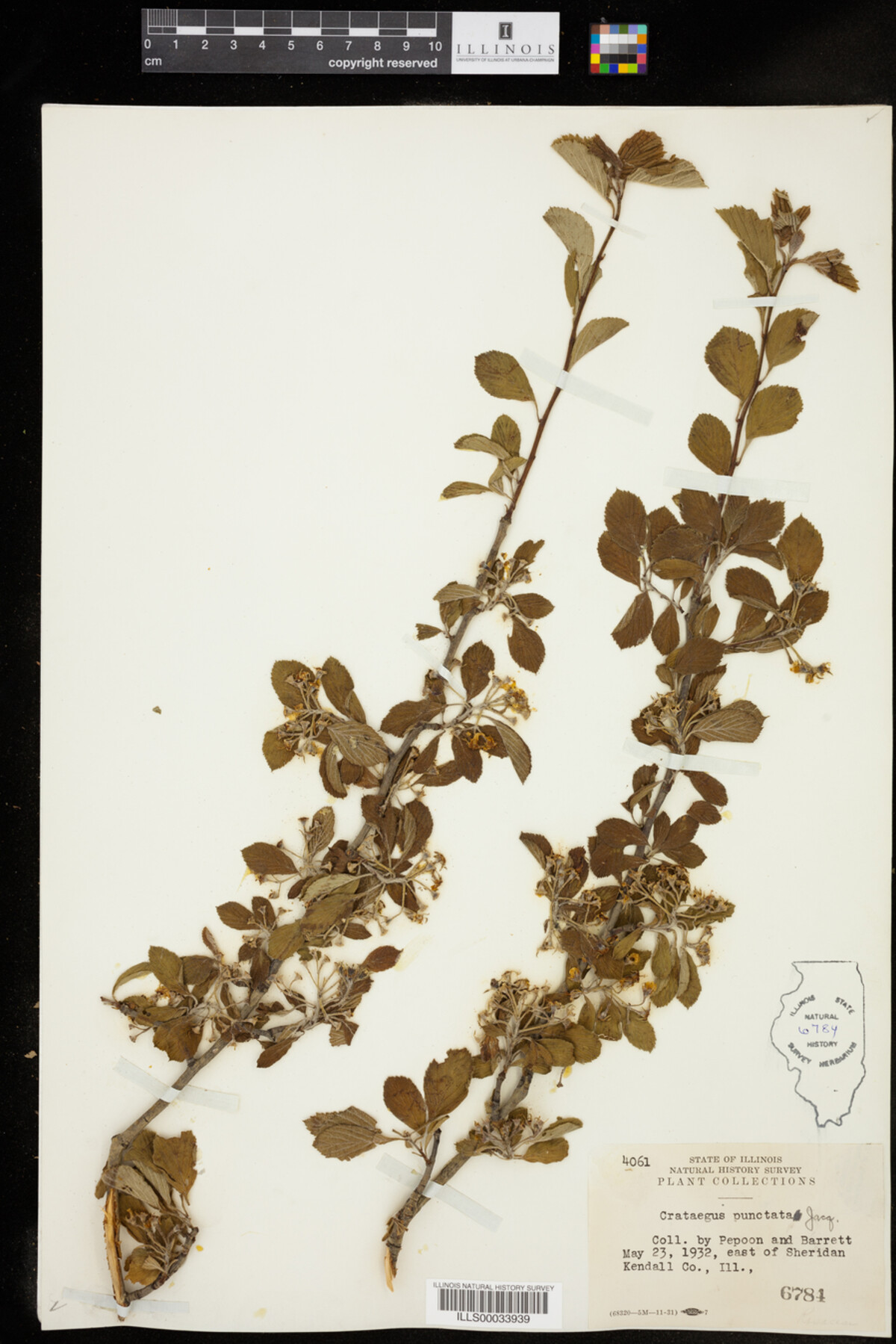 Crataegus punctata image