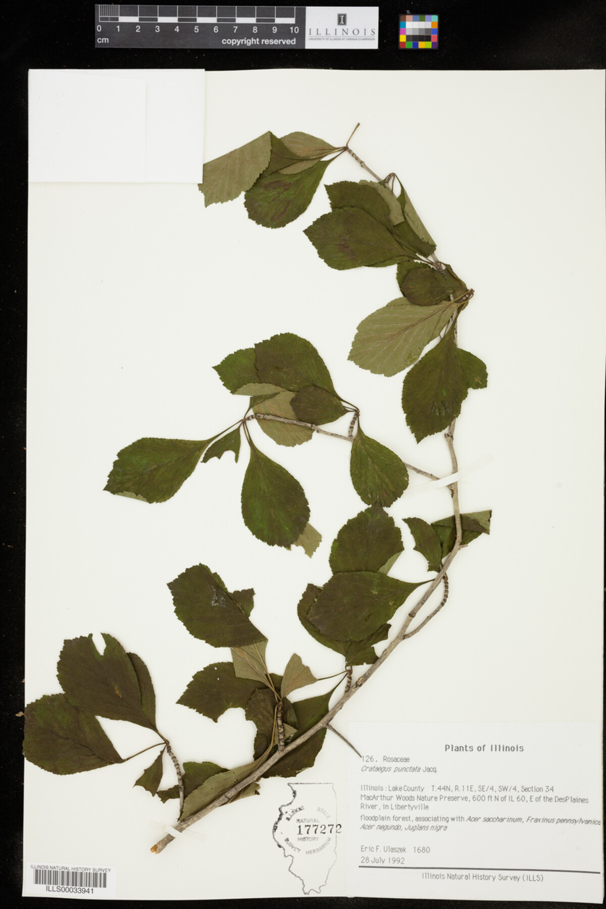 Crataegus punctata image