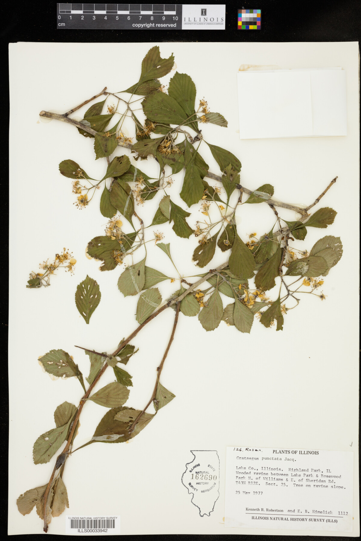 Crataegus punctata image