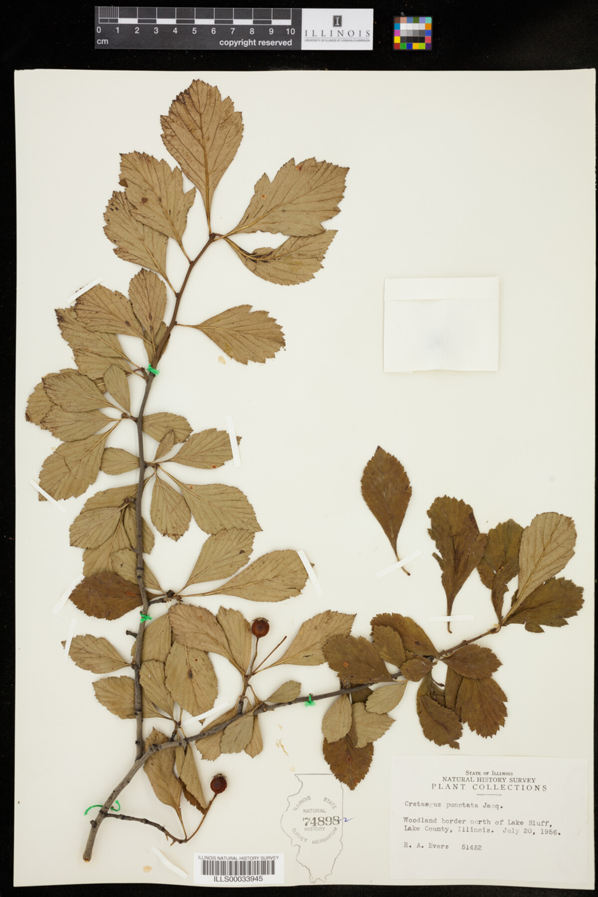 Crataegus punctata image