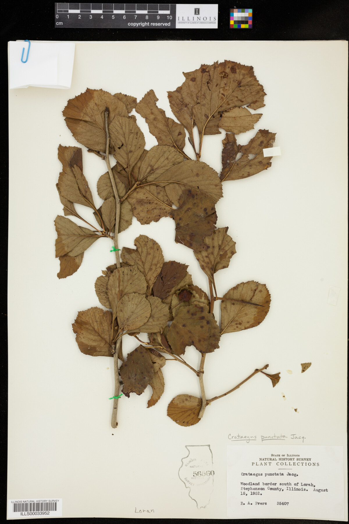 Crataegus punctata image