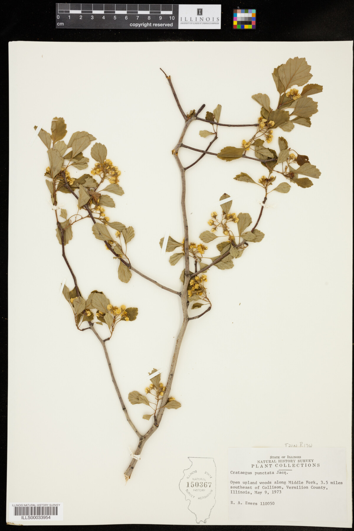 Crataegus punctata image