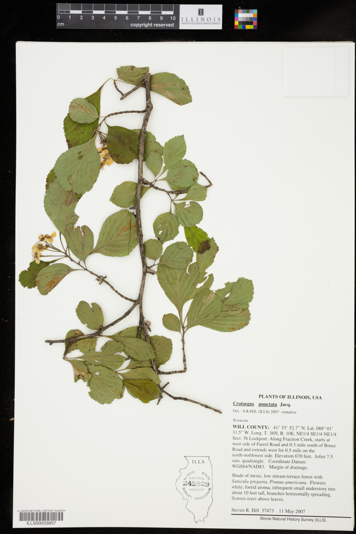 Crataegus punctata image