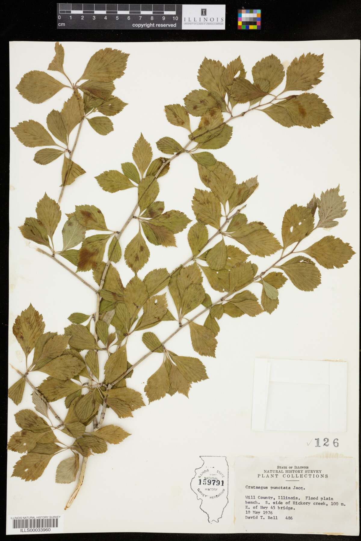 Crataegus punctata image