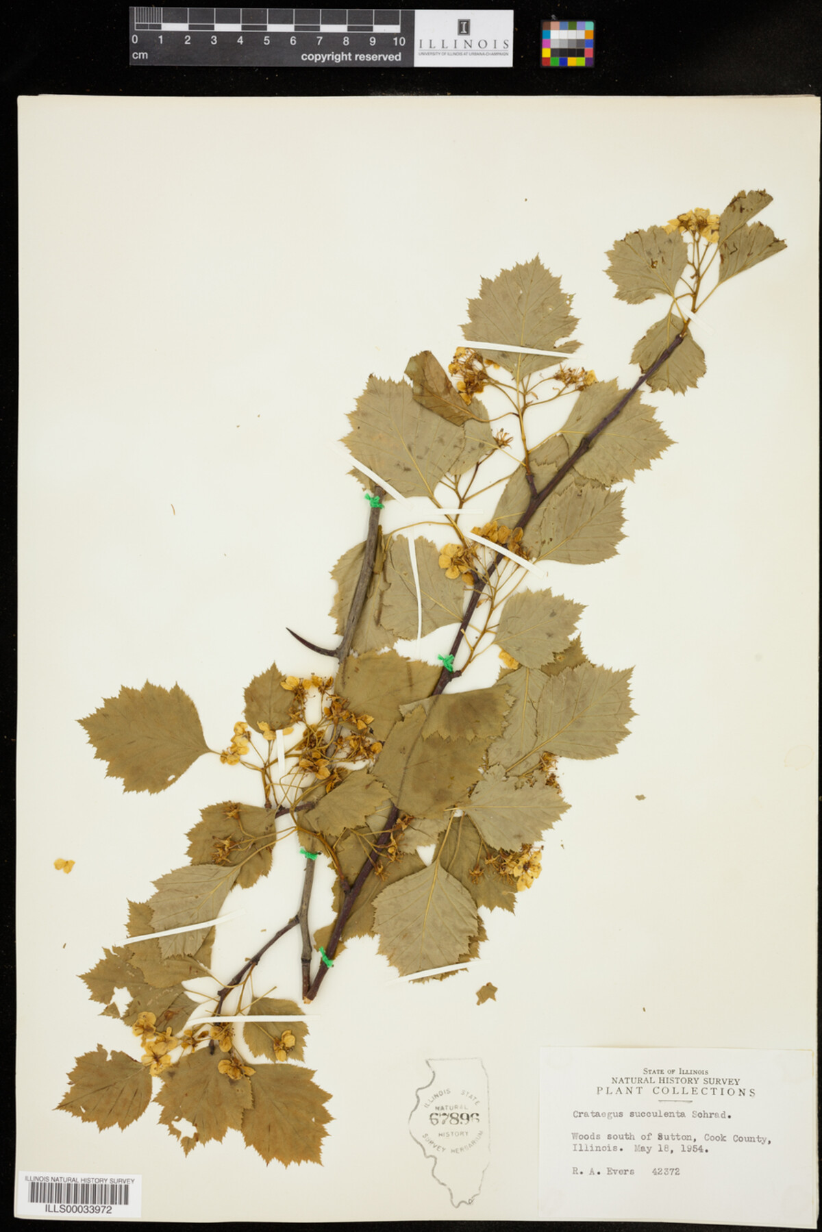 Crataegus holmesiana image