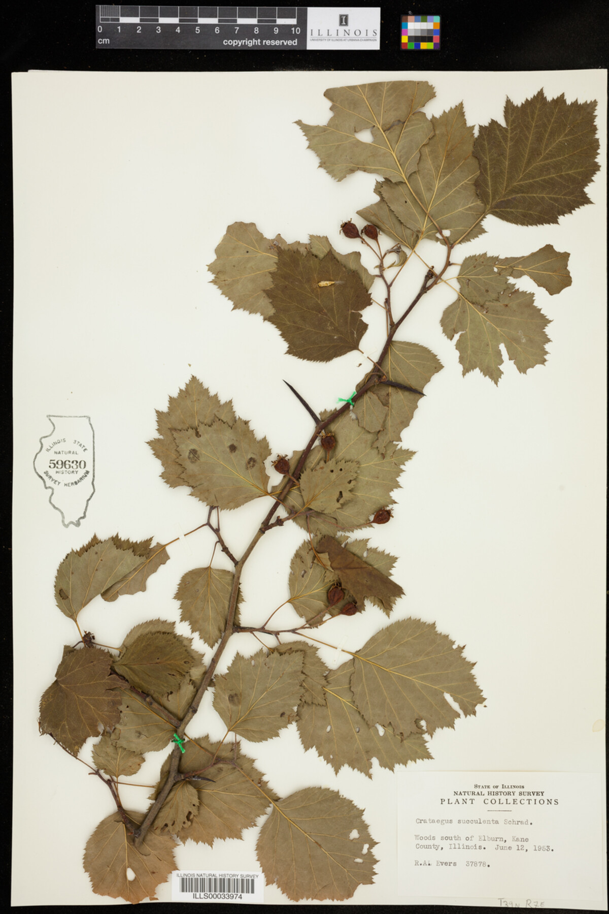 Crataegus holmesiana image