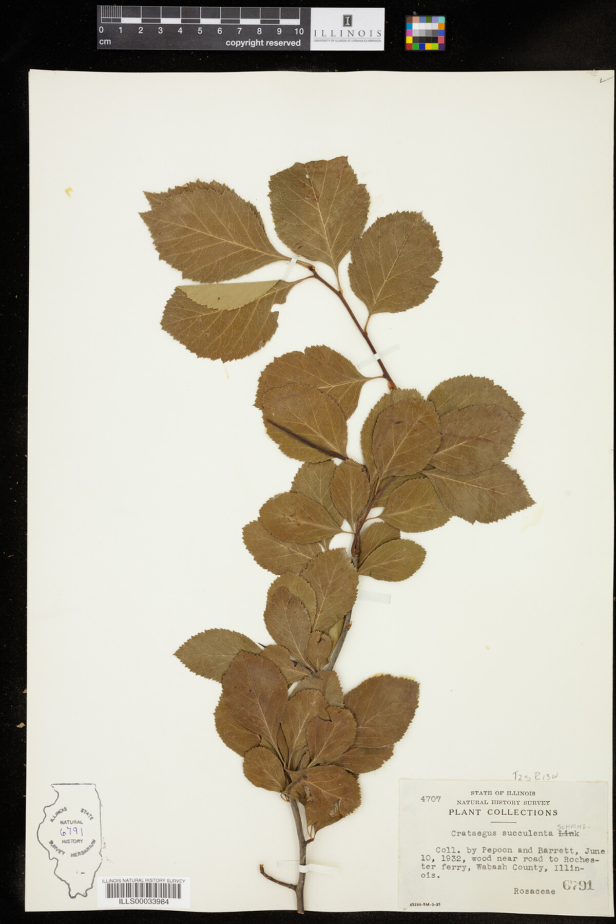 Crataegus succulenta image