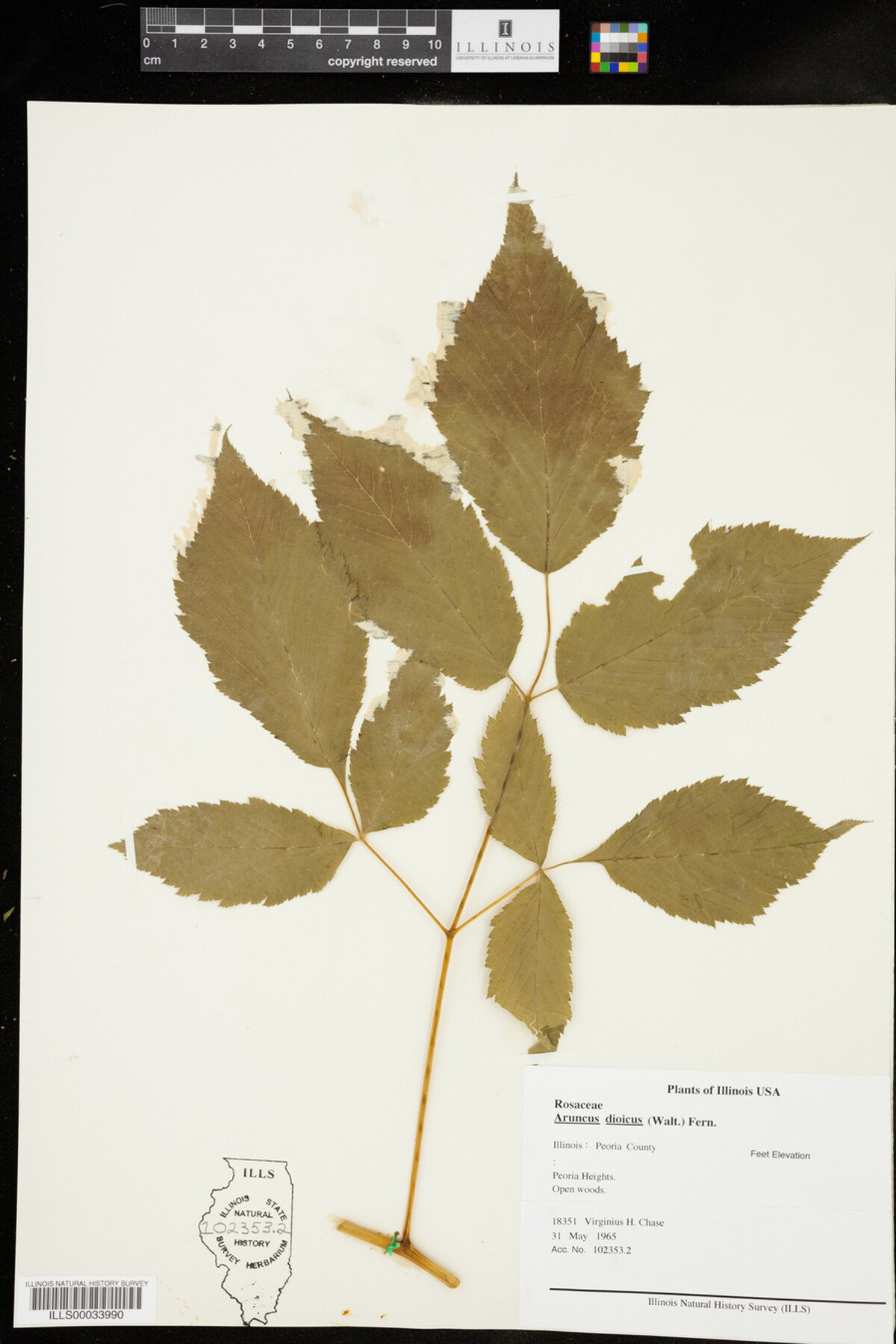 Aruncus dioicus image