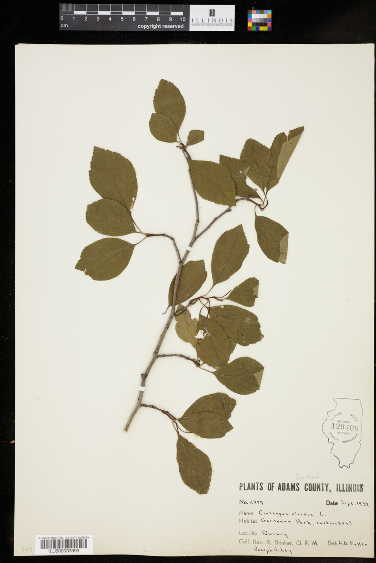 Crataegus viridis image