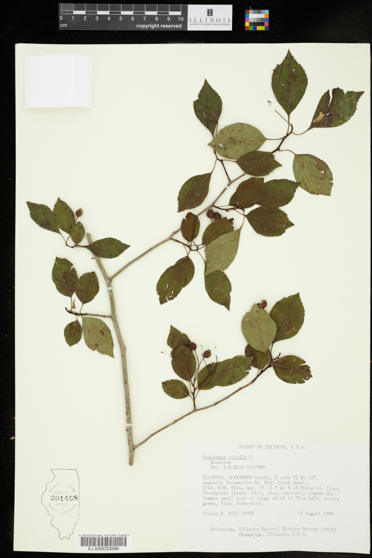 Crataegus viridis image