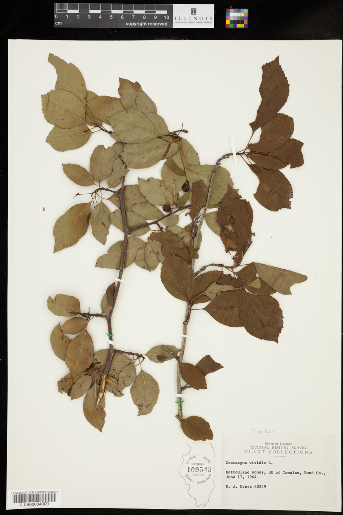 Crataegus viridis image