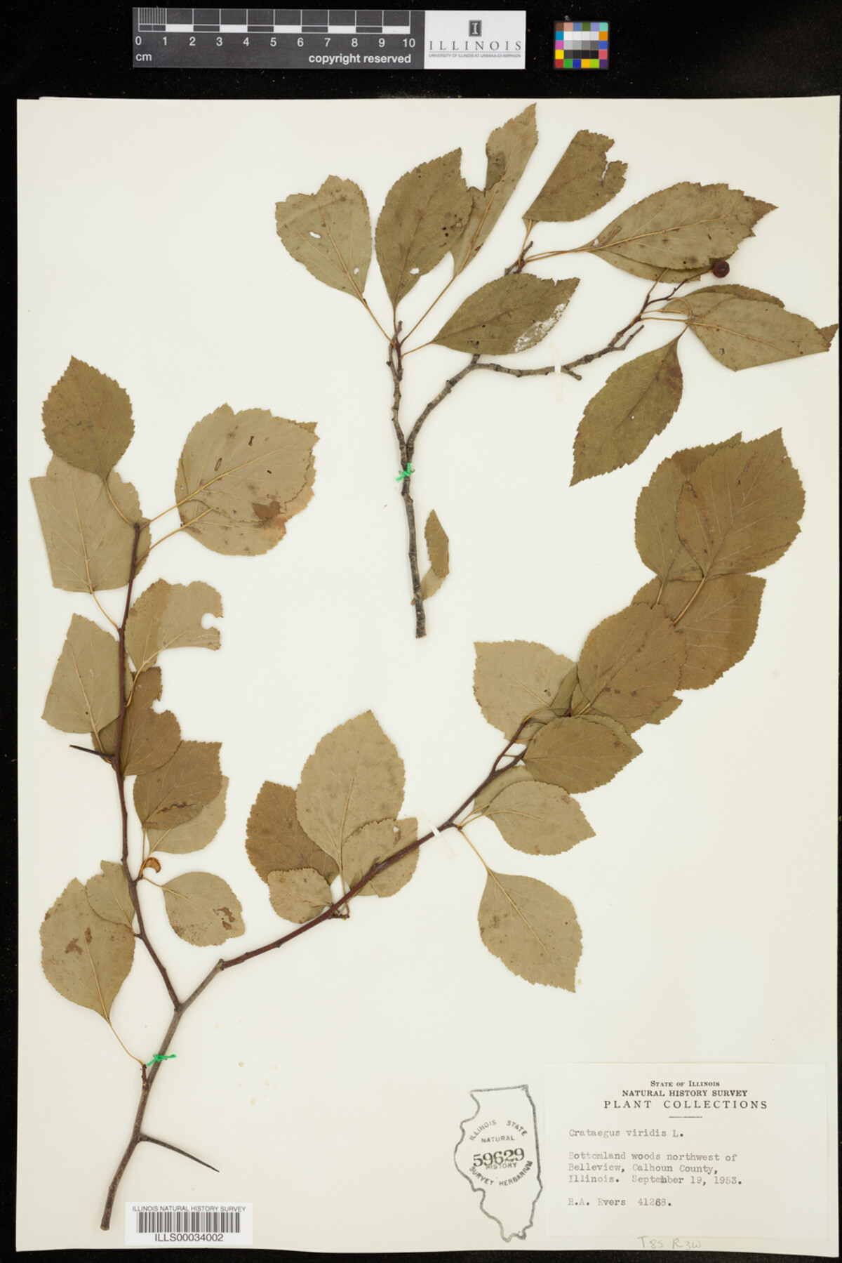 Crataegus viridis image