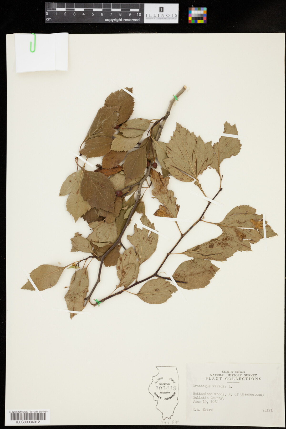 Crataegus viridis image