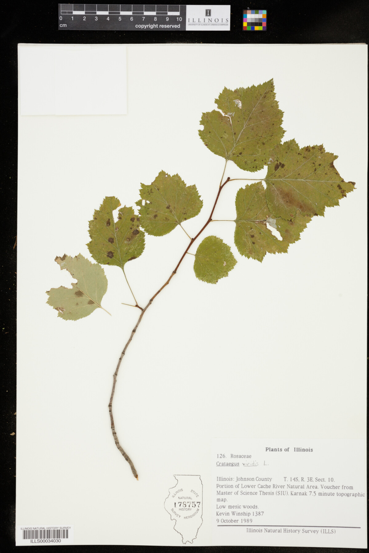 Crataegus image