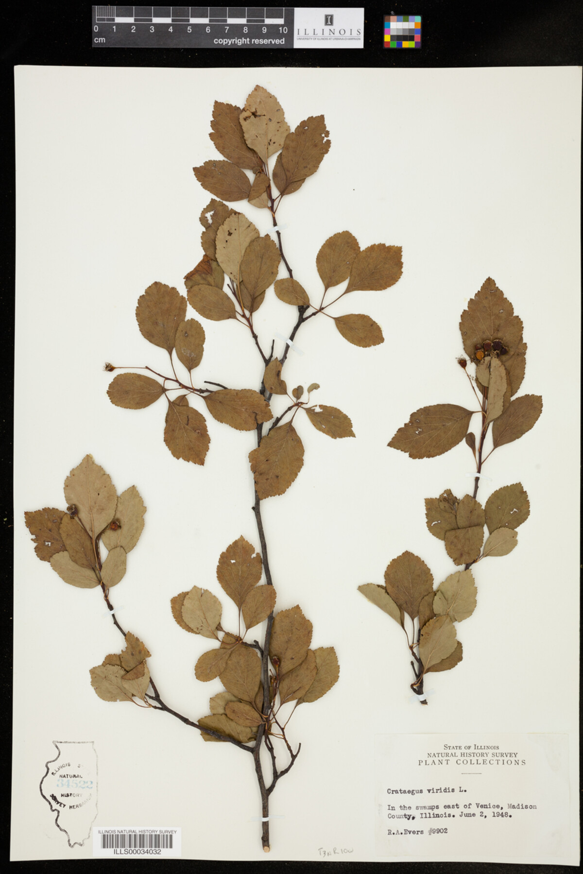 Crataegus viridis image