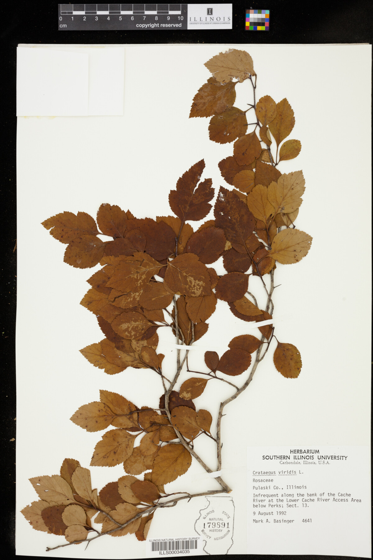 Crataegus viridis image