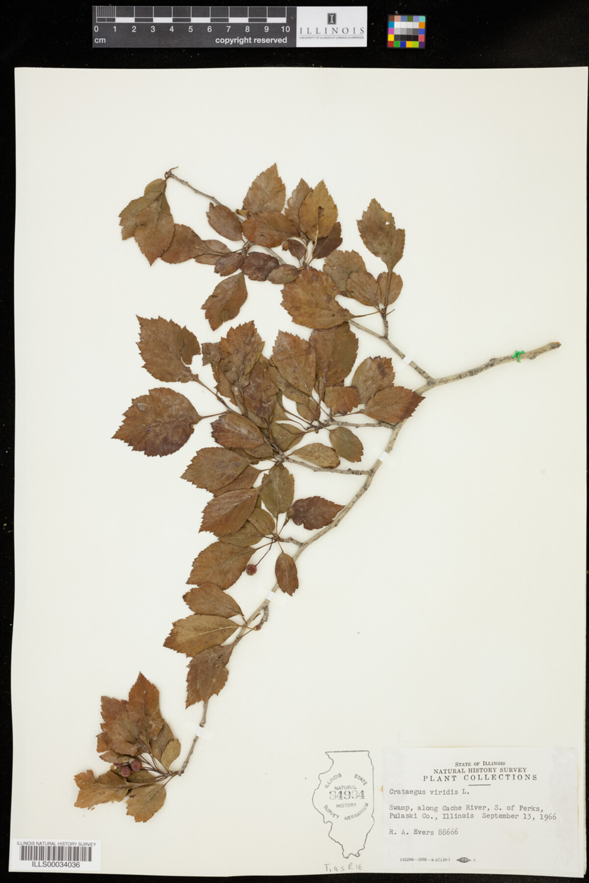 Crataegus viridis image