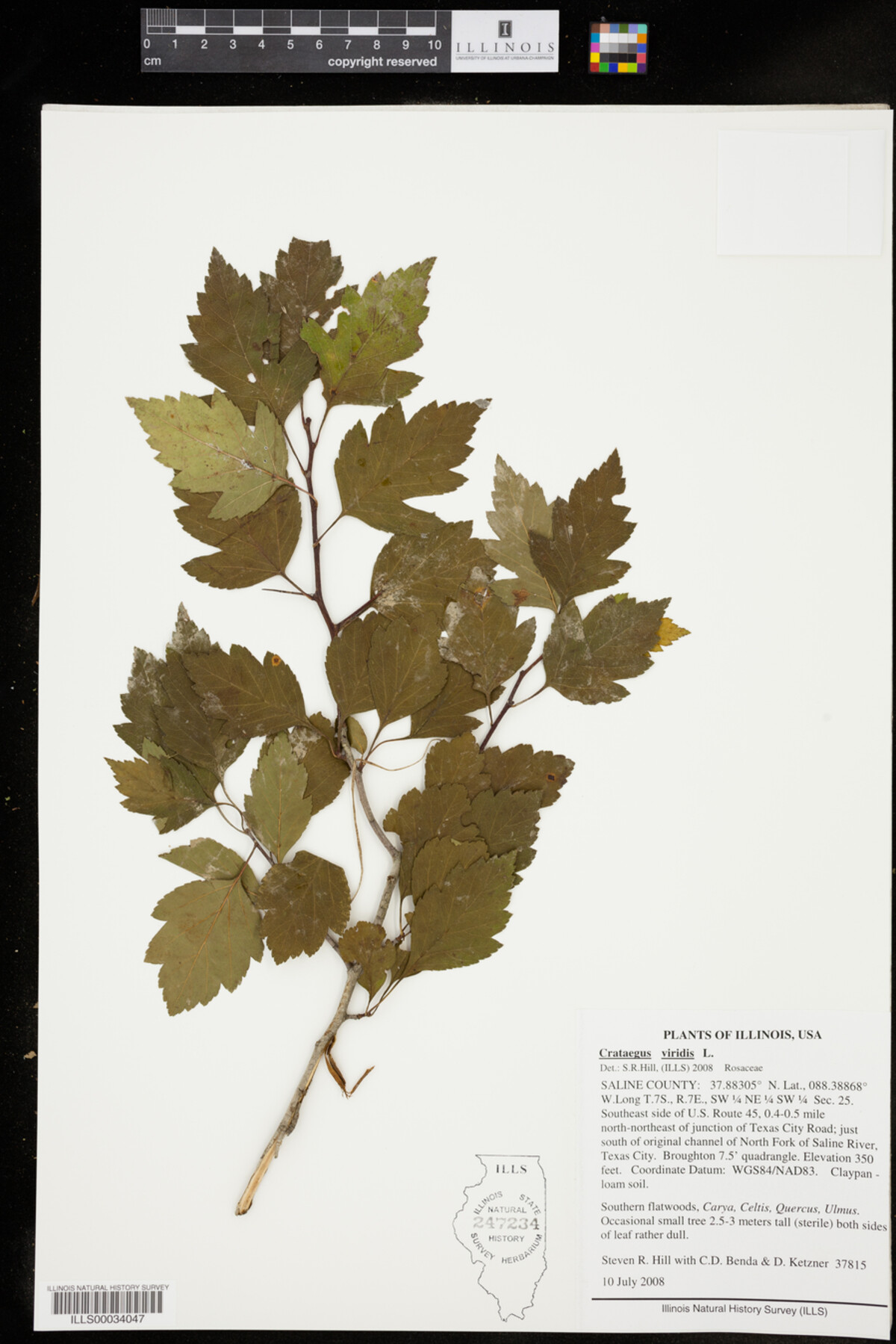 Crataegus viridis image