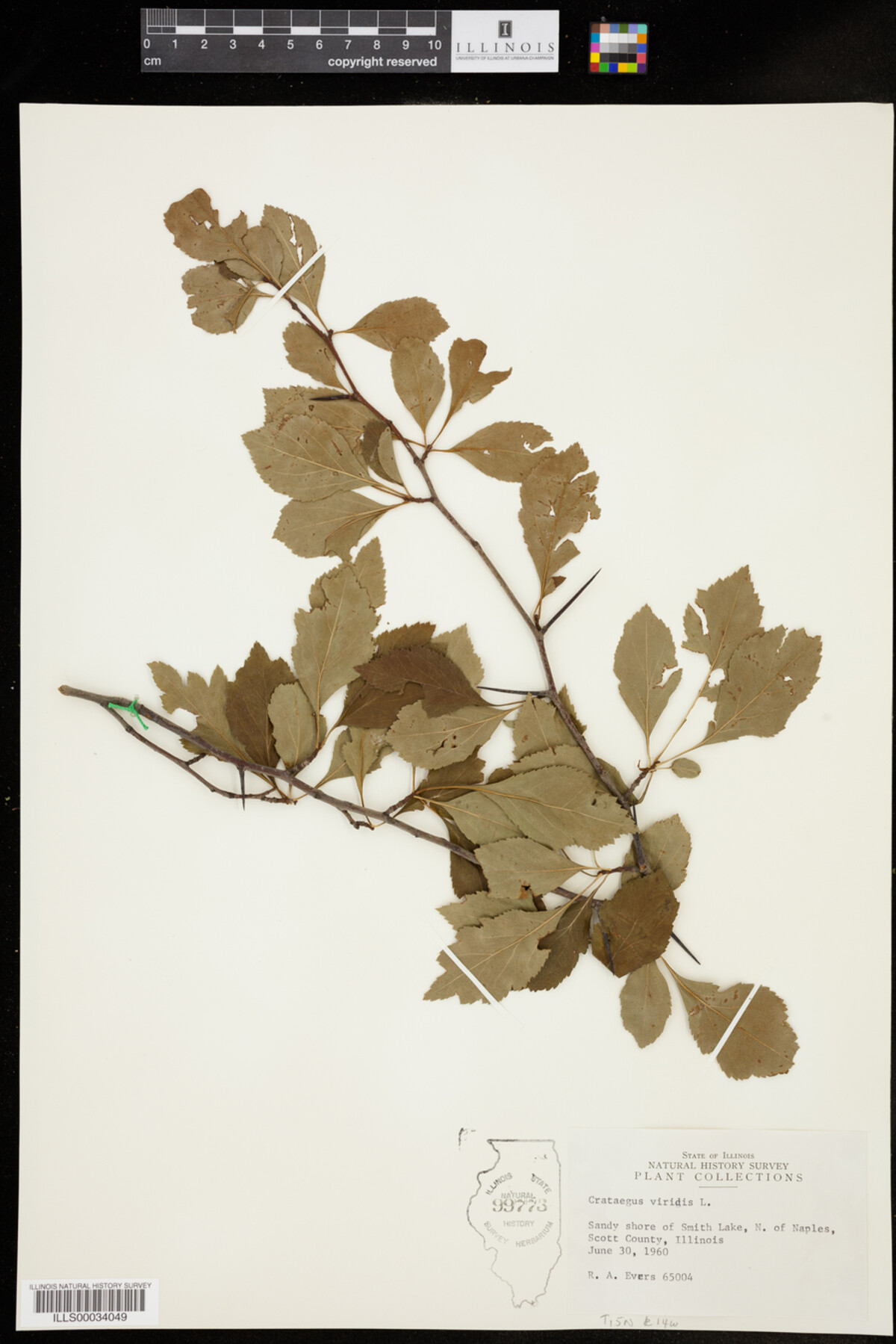 Crataegus viridis image