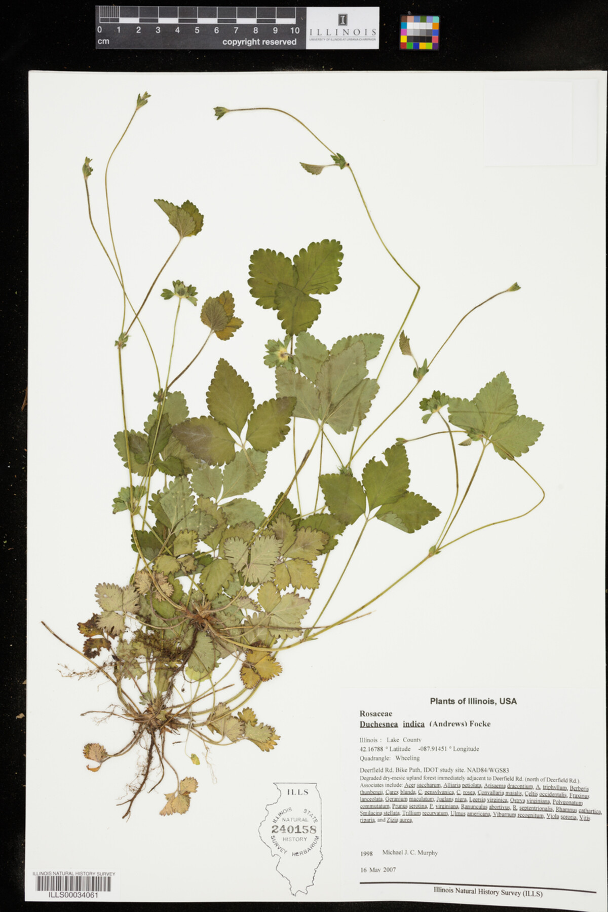 Duchesnea indica image