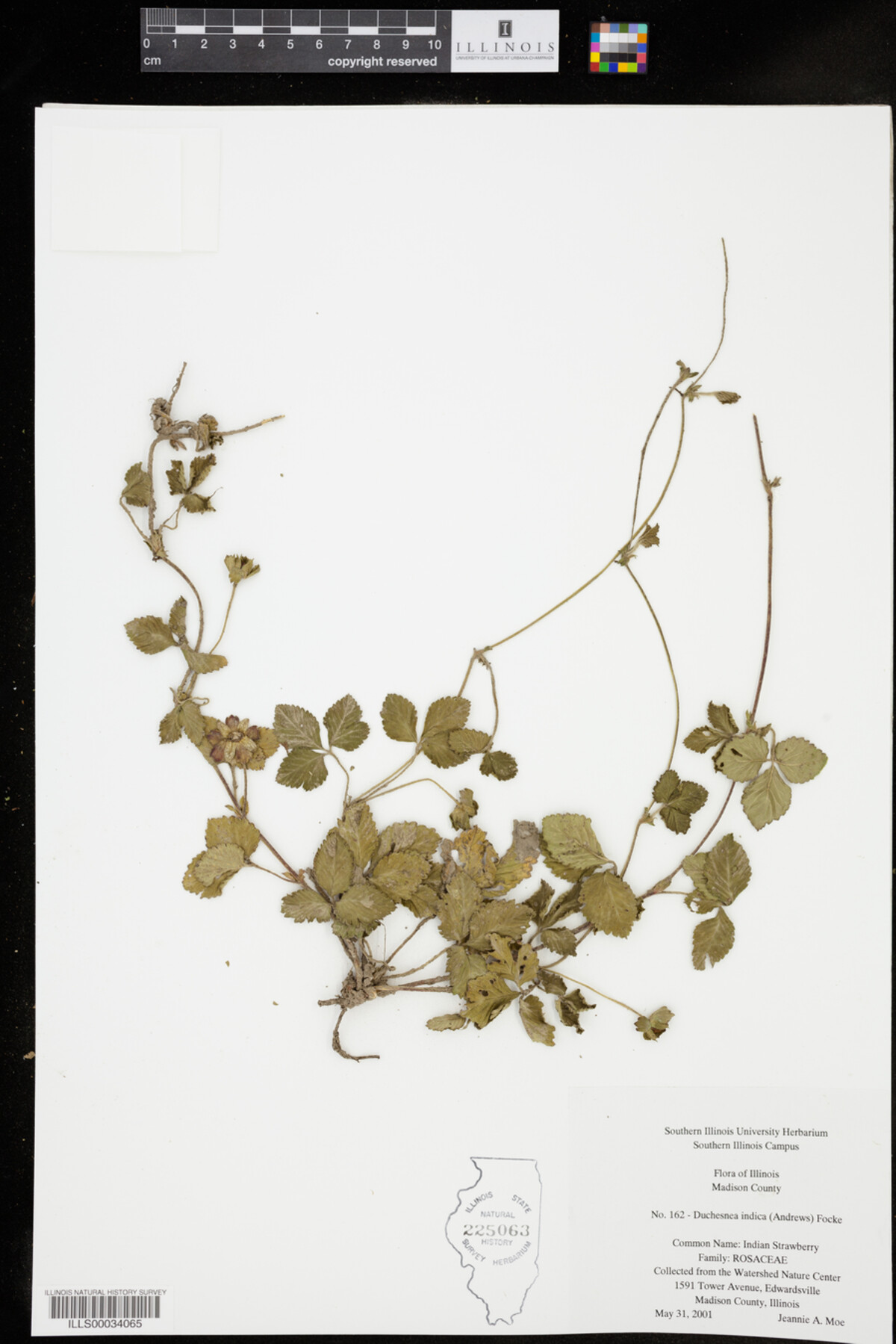 Duchesnea indica image