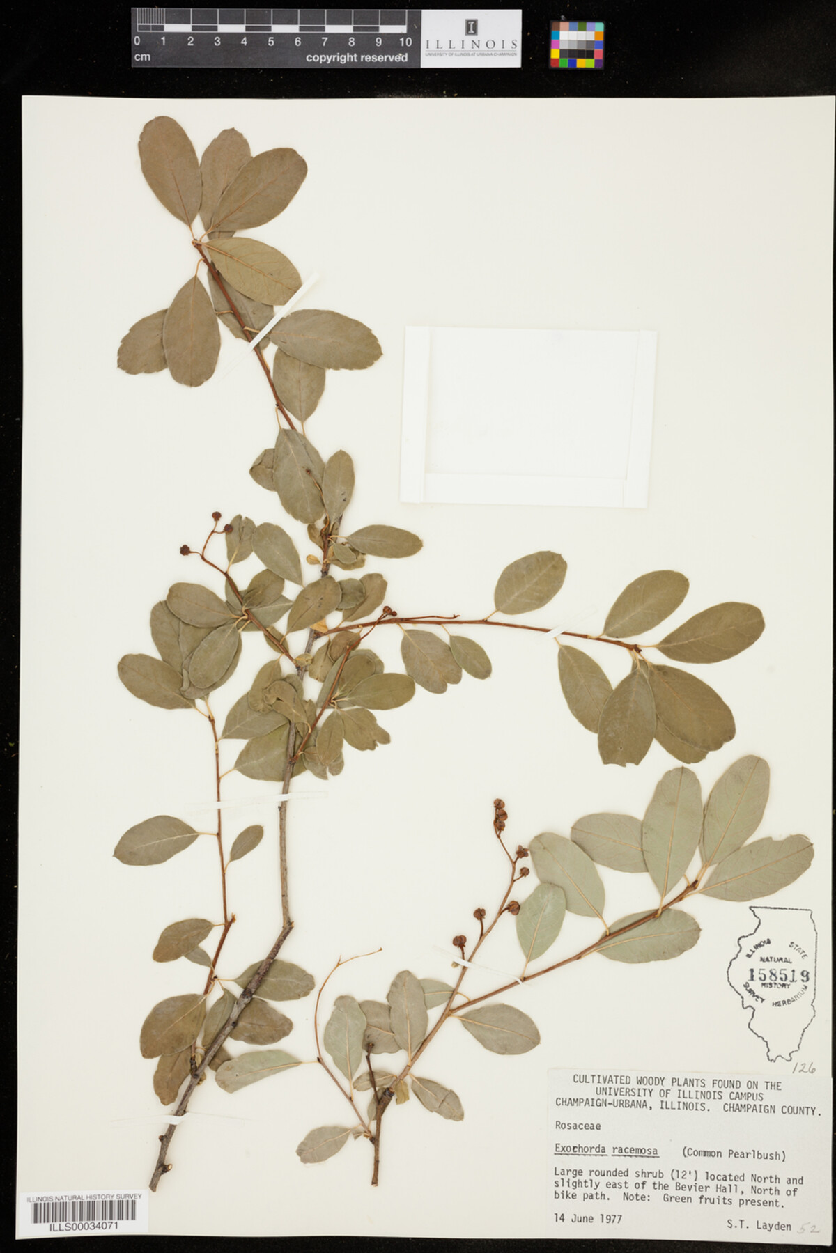 Exochorda racemosa image