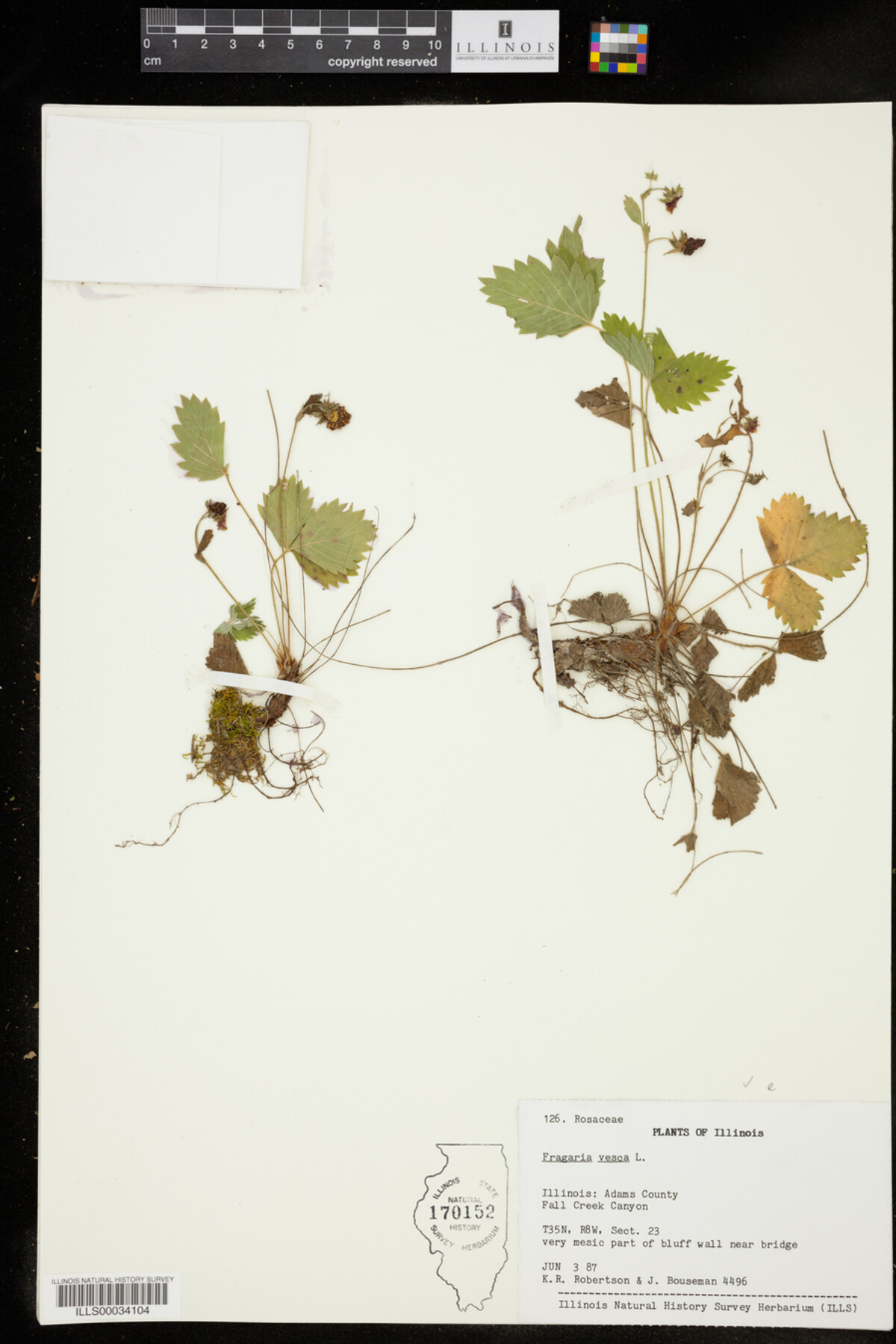 Fragaria vesca image