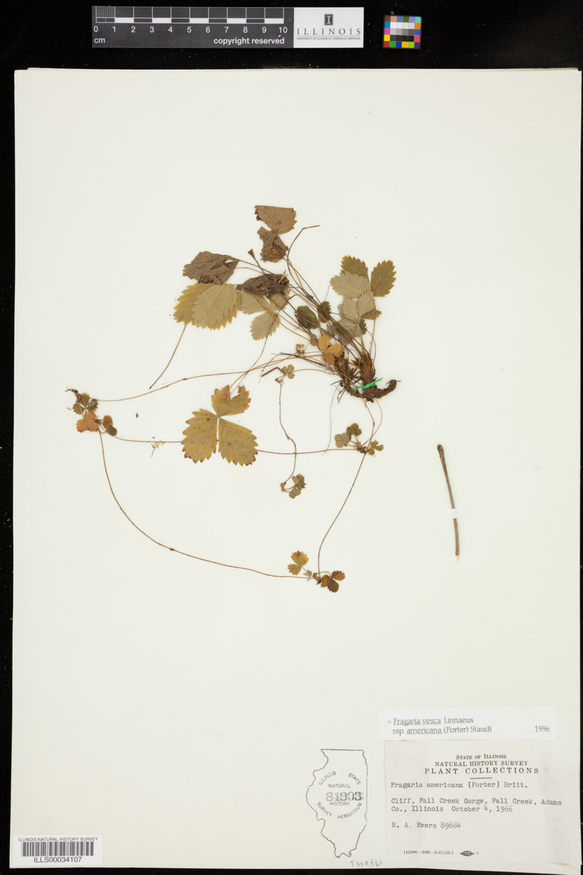 Fragaria vesca ssp. americana image