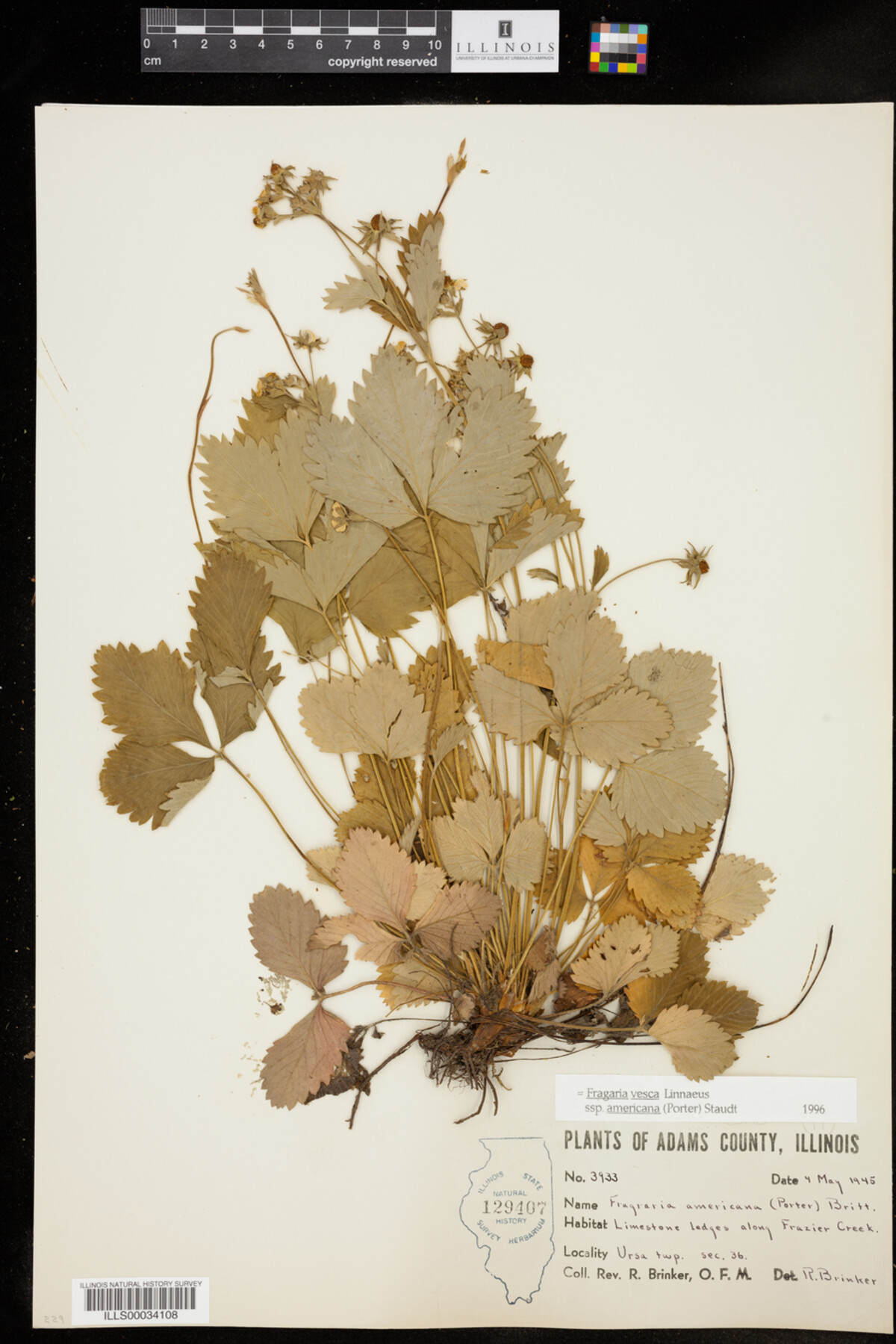 Fragaria vesca ssp. americana image