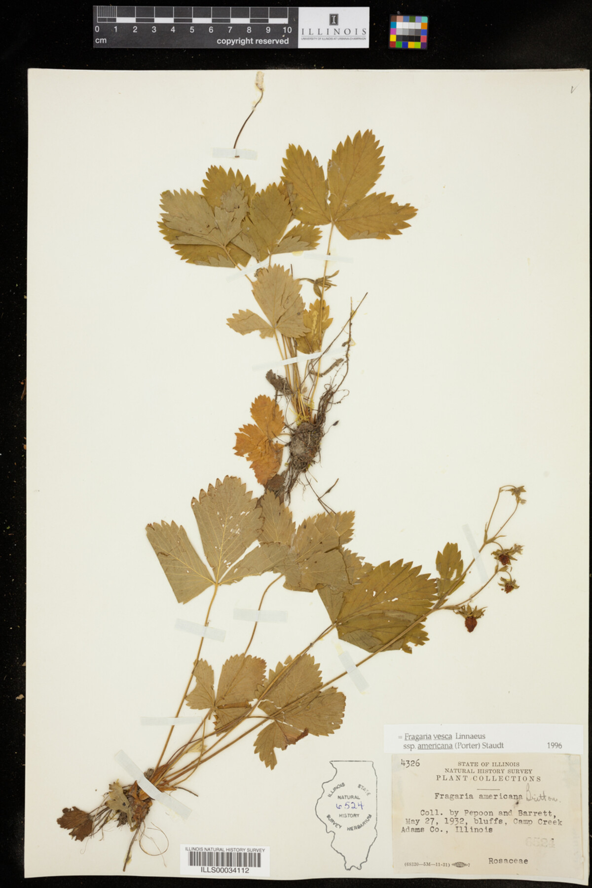 Fragaria vesca ssp. americana image