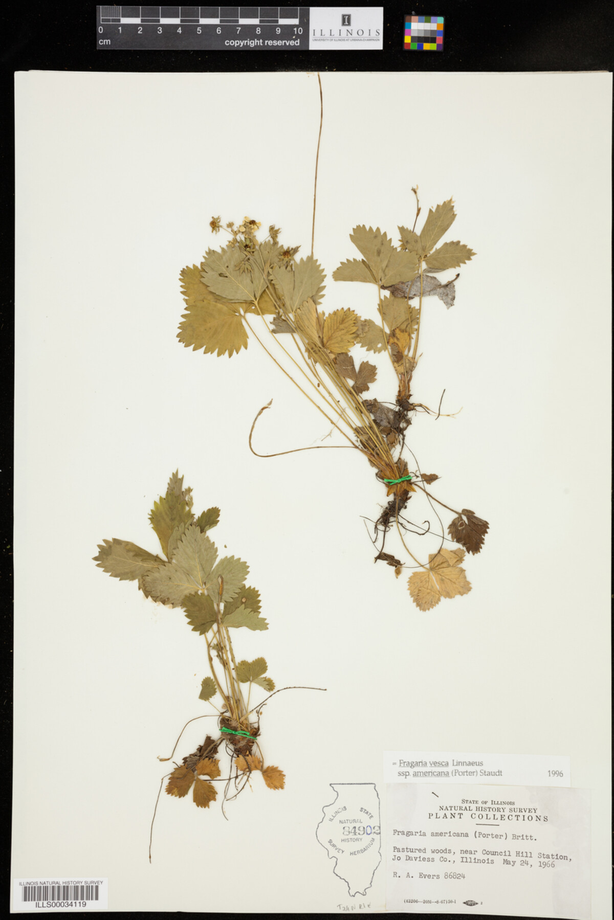 Fragaria vesca image