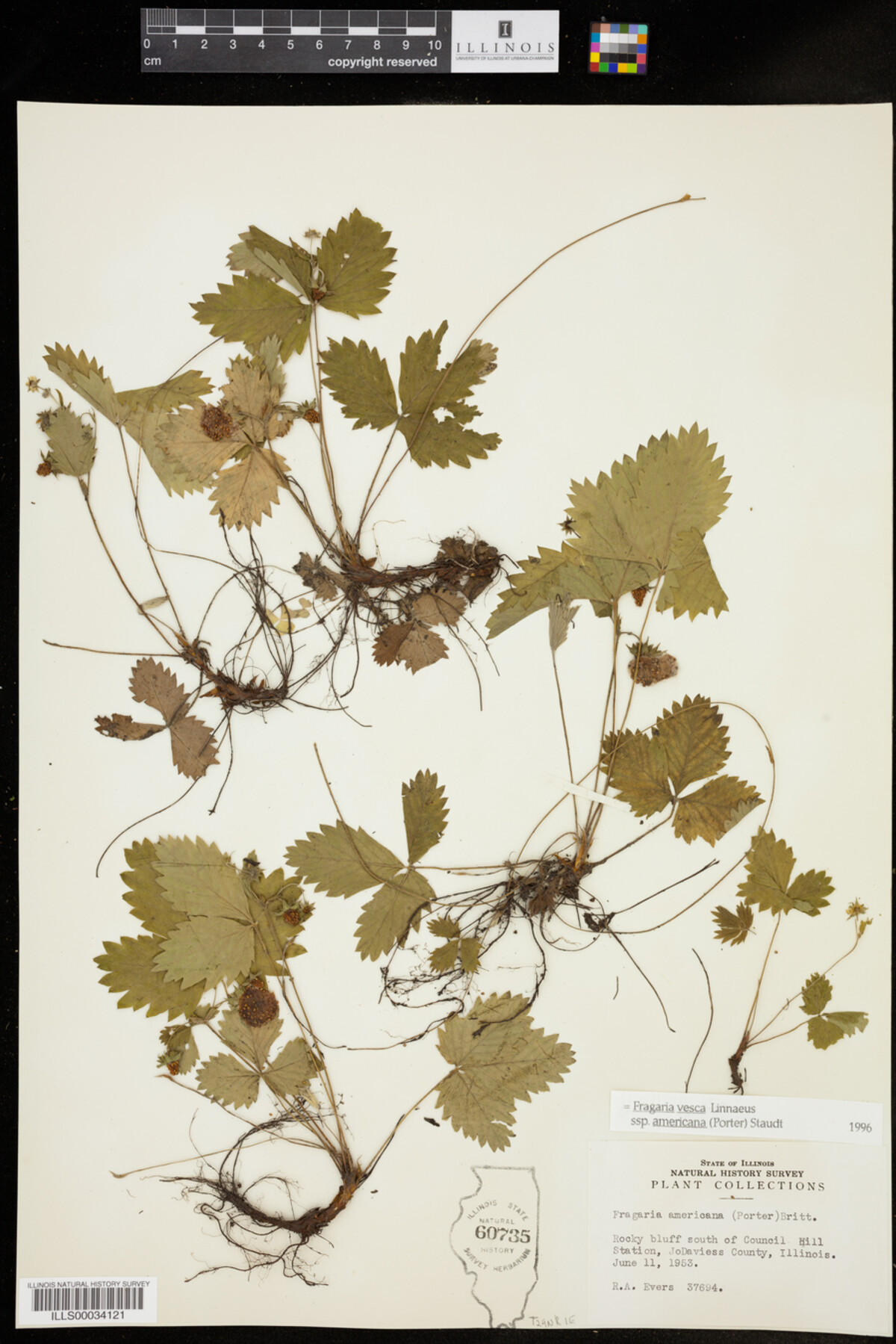 Fragaria vesca image